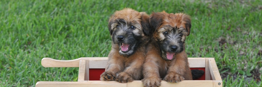 wheaten terrier ontario canada