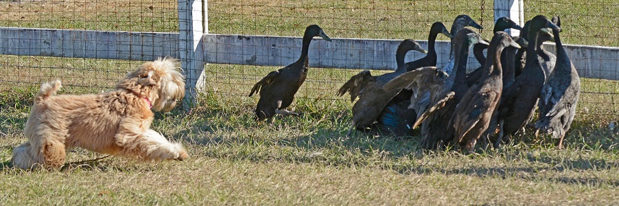 wheaten terrier herding ducks