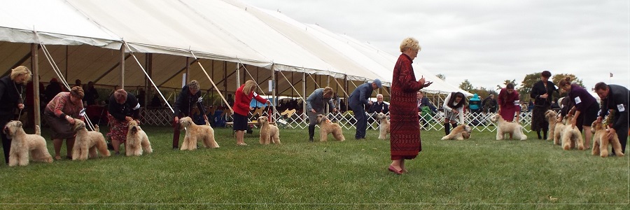 wheaten terrier Montgomery Spicy