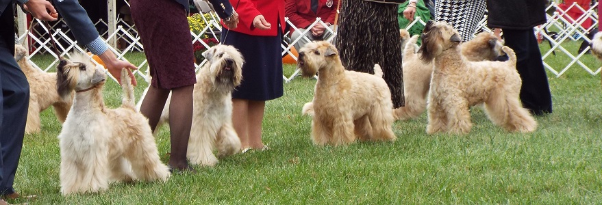 wheaten terrier Montgomery Way