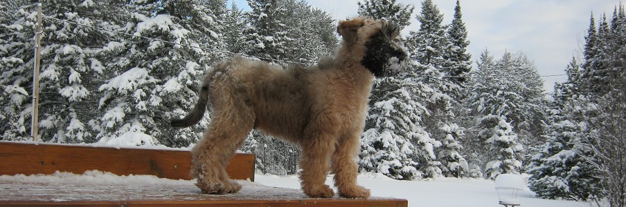 wheaten terrier ontario canada