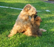 Wheaten Terrier mother and pup Wheaten Terrier Puppy and Mother