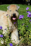 Spicy in flowers